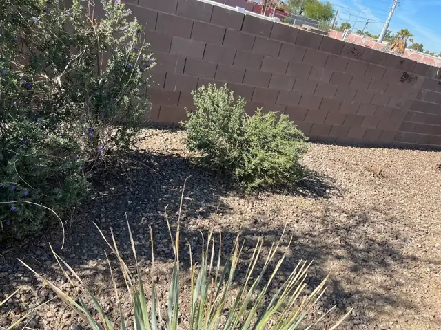 Trimmed desert shrubs in a rock-covered yard