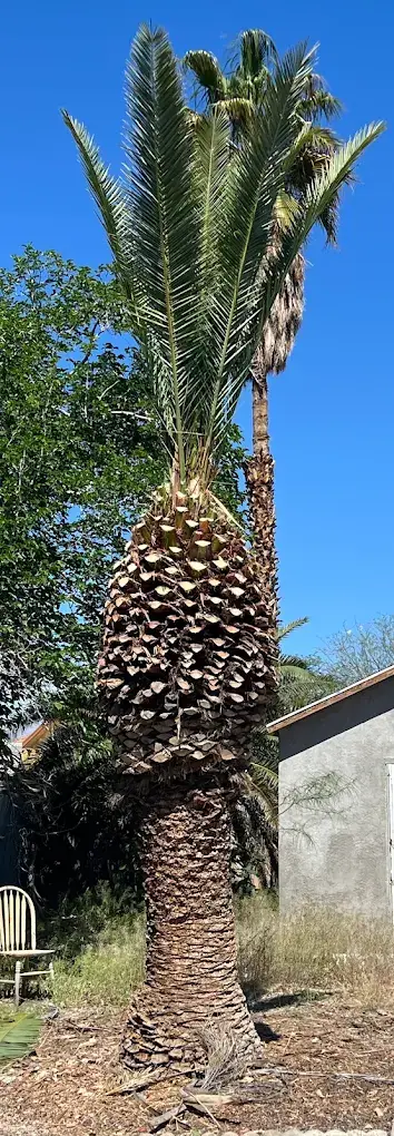 Tall palm tree after trimming