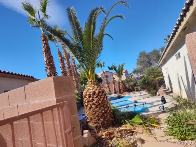 Freshly trimmed palm trees in a Las Vegas backyard